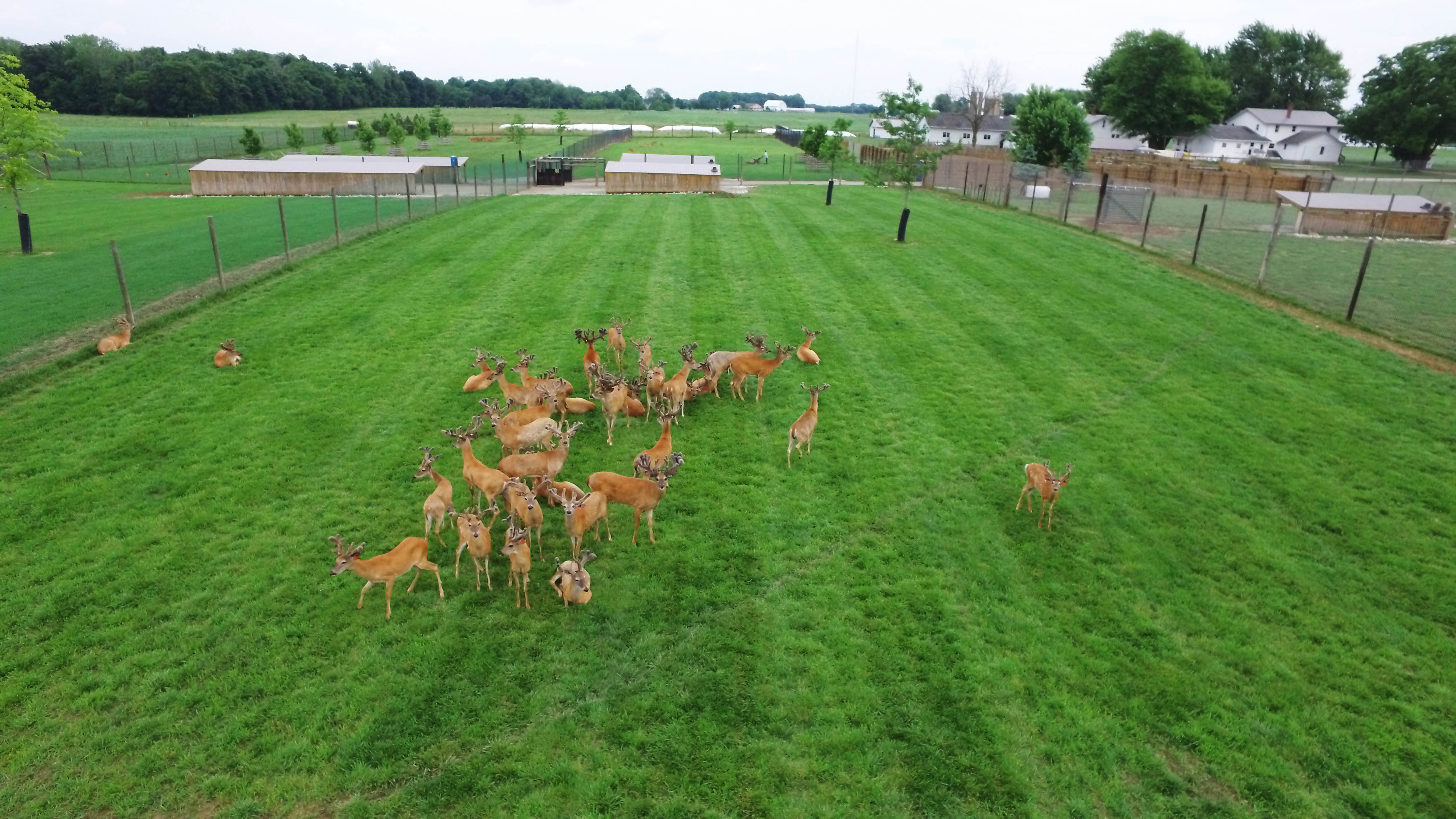 DCIM100MEDIADJI_0023.JPG Deer in pen